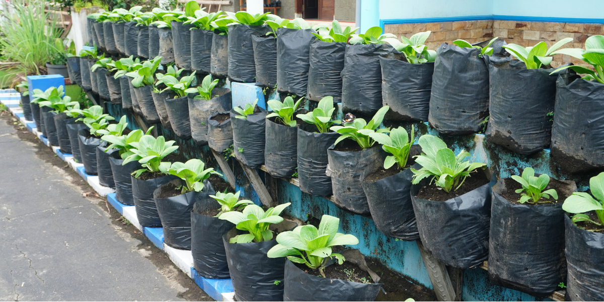 veg growing in bags